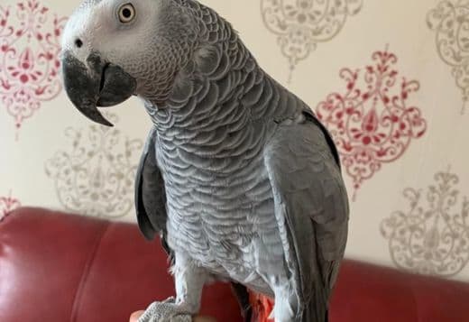 Super tame baby African grey