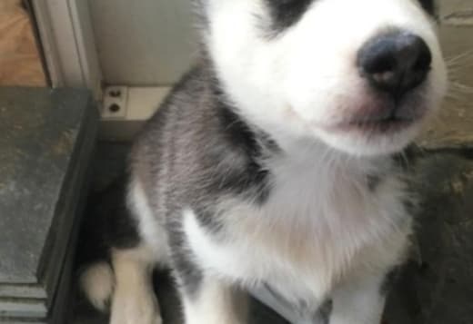 Siberian Husky puppies Available