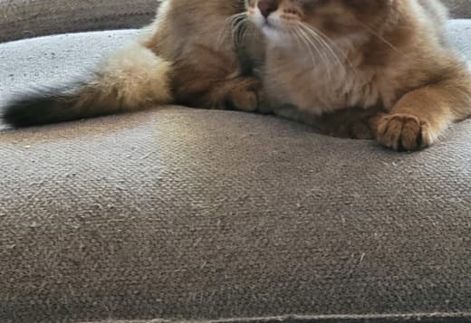 Somali kittens