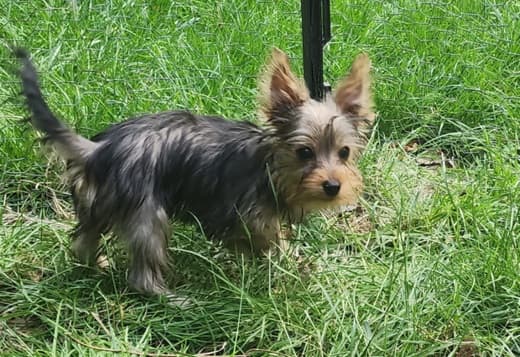 Yorkshire Terrier Puppies