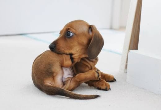 Super Affectionate Dachshund Puppy