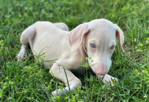 Adorable Dachshund Puppies Ready To Go