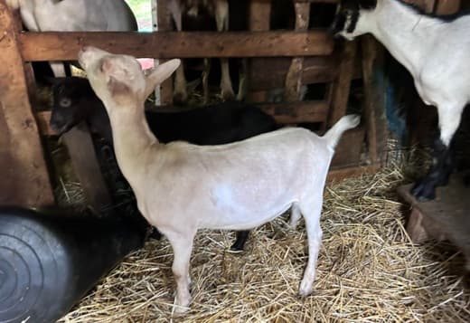 Alpine Goats for Sale