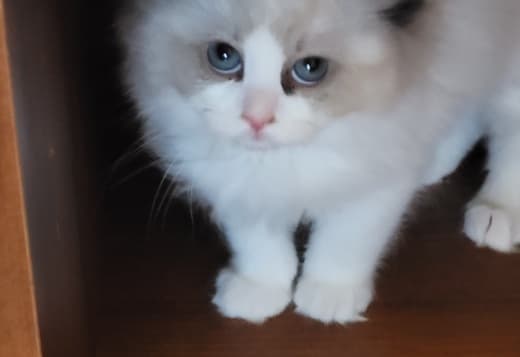 RAGDOLLS