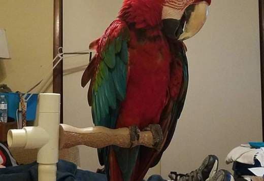 Green Wing