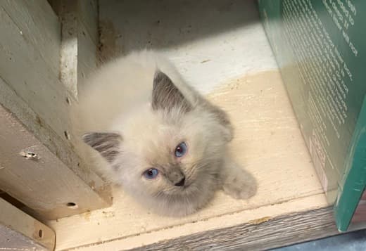Bleu Ragdoll