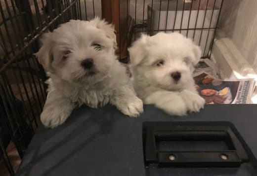 3 females pure Maltese puppies