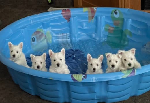 AKC Westie Puppies - READY NOW