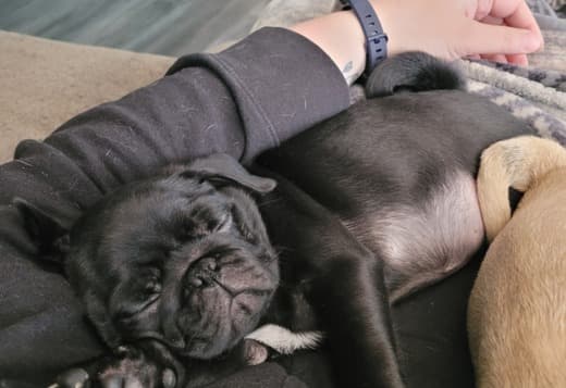 Pugs for Sale Near me Under $500 | Pug Breeders Near me |Cheap Pug Pup