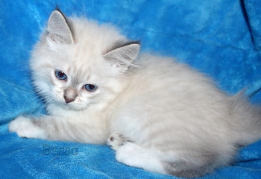 Beautiful Pure Siberian Kittens ( Neva Masquerade )