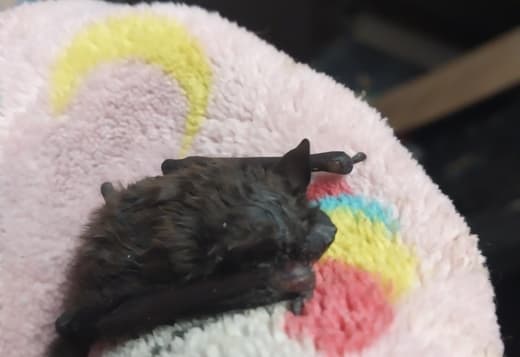 Baby Evening Bat for sale