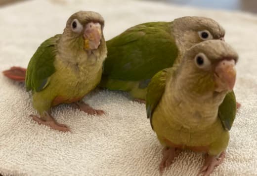 Cinnamon Greencheek Conure