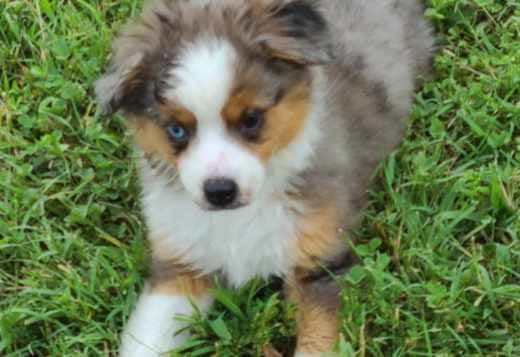 Mini Aussie and MAS