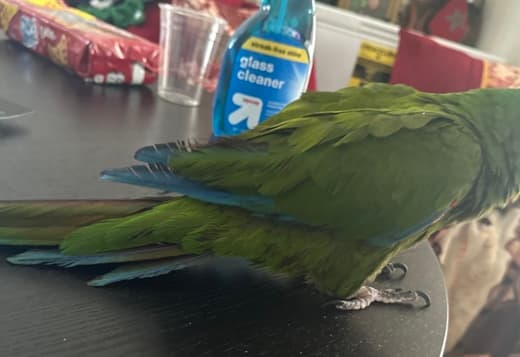 Severe macaw
