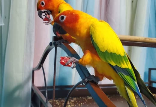 2 Sun Conures and accessories