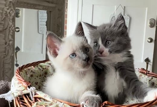 Fluffy Russian Blue/Maine Coon Kittens