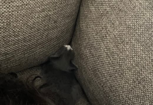 Grey Kitten