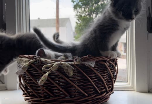 Sweet Maine coon/Russian blue mix kitten