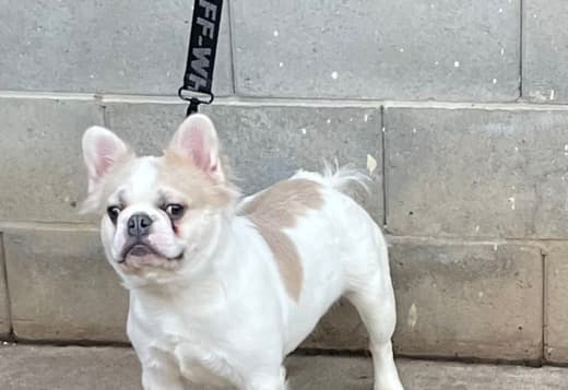 Fluffy French bulldog