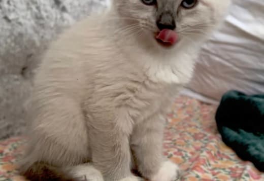 3 make kittens