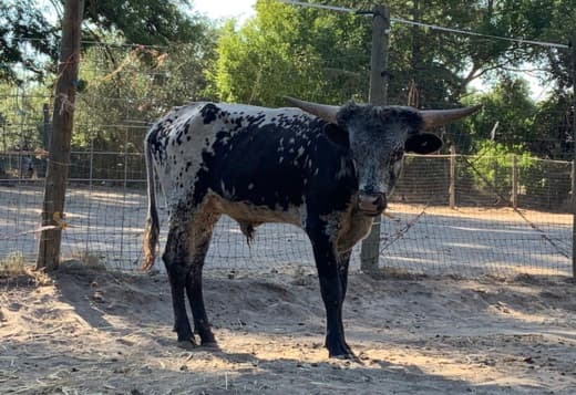 Miniature Texas longhorn