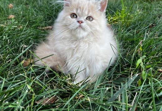 Persian kitten