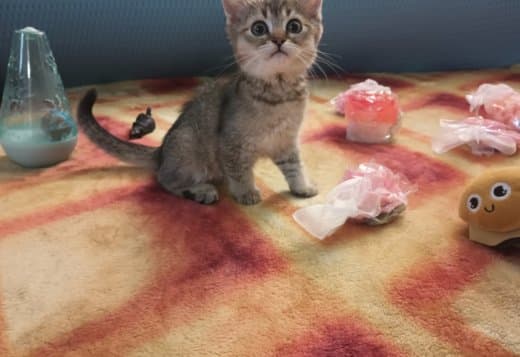 Scottish fold and straight kittens
