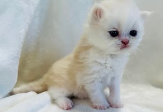 Cream and white Persian male
