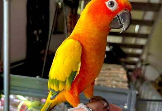 Sun Conure