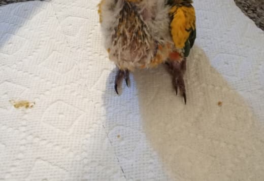 Sun Conures