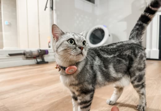 Rehoming Adorable British Shorthair Tabby
