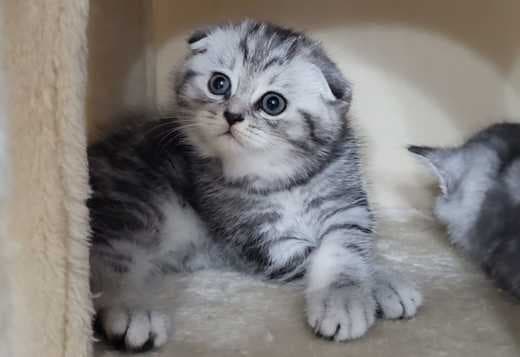 British/ Scottish kittens