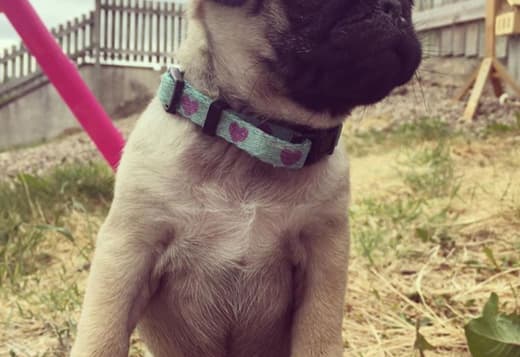 2 Pug Puppies