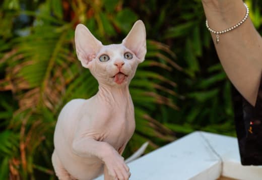 Sphynx kittens in Honolulu, Hawaii