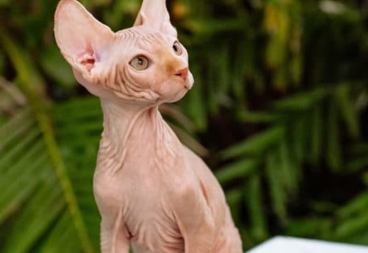 Sphynx kittens in Honolulu, Hawaii