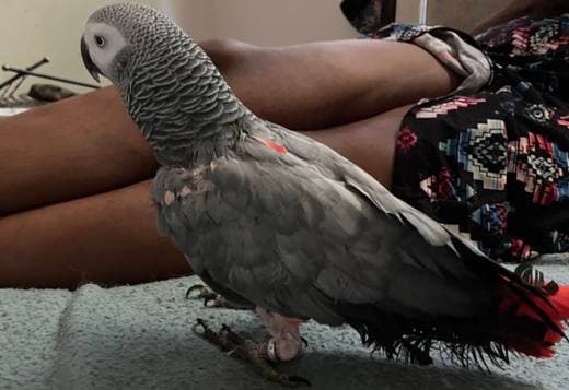 Beautiful African Grey Parrot