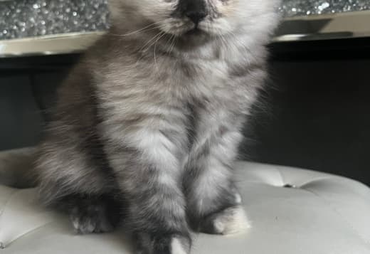 Scottish Fold/Straight kittens looking for new home (Valley Village)