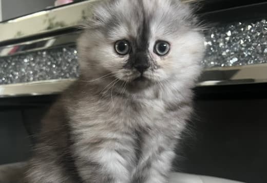 Scottish Fold/Straight kittens looking for new home (Valley Village)