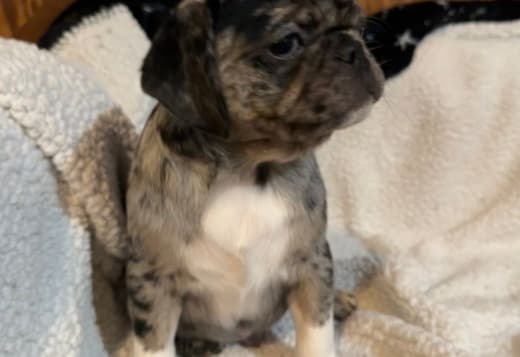 Male and Female Pug Puppies Available
