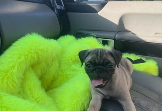 Male and Female Pug Puppies Available