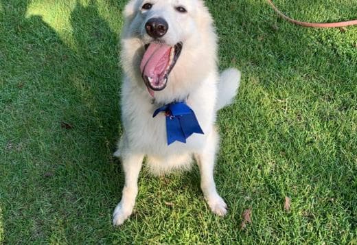 Male Berger Blanc Suisse Available!