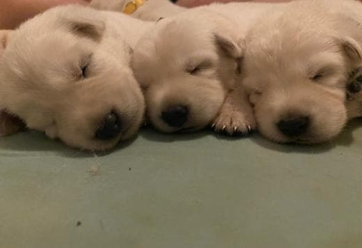 Berger Blanc Suisse Puppies Available!