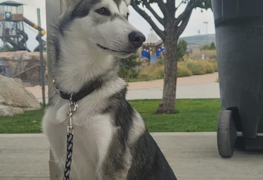 Siberian Husky 20 weeks Named KOYA