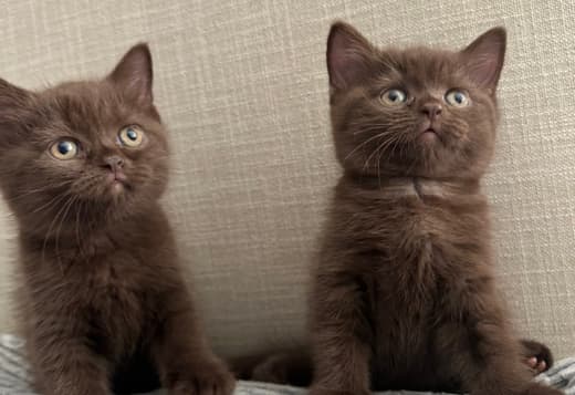Rare chocolate and lilac British shorthair kittens