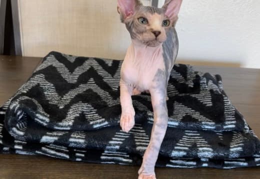 Sphynx