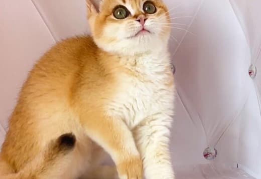 British Gold Kitty