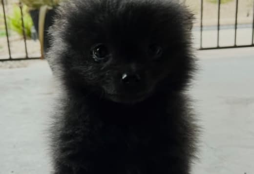 ? Adorable Black Pomeranian ?
