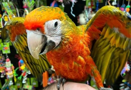 Macaw Parrot