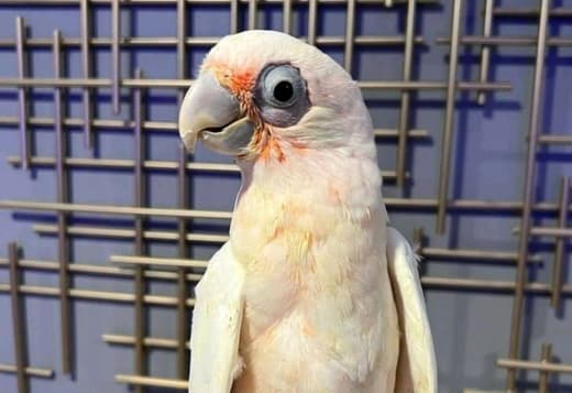 Bare Eyed Cockatoo For Sale