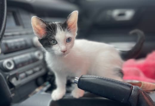 Purebred 8 Week Old Odd-Eyed Female Turkish Van Kitten